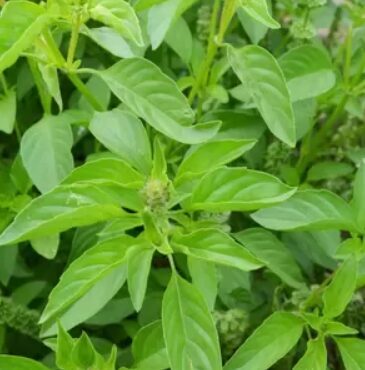 Āfrikas laima baziliks 'Kiwubasi Lime'